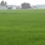Dharapuram farmers unhappy over T.N. government’s approach on crop loan waiver