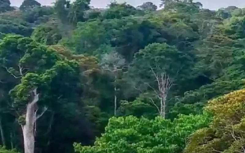 Judiciary has a critical role in protection of our environment