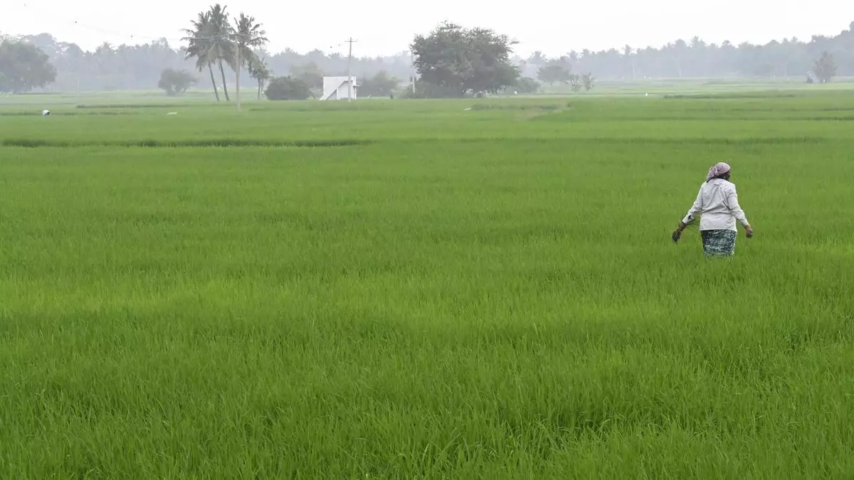 Dharapuram farmers unhappy over T.N. government’s approach on crop loan waiver