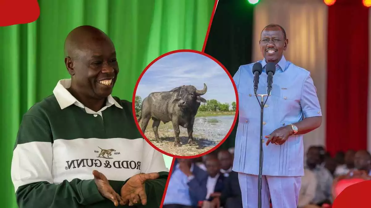Rigathi Gachagua castigates Ruto's buffalo milk plan, auestions India import proposal