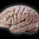 Scientists discover a surprising secret behind the human brain’s wrinkles