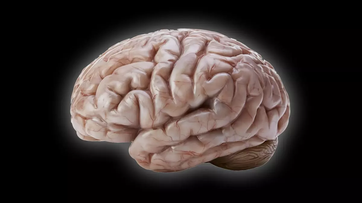 Scientists discover a surprising secret behind the human brain’s wrinkles