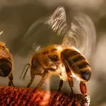 Honey bees are bullying other bees, scientists discover