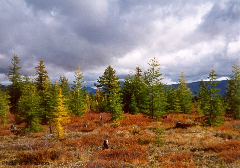 What's Earth's dominant species by mass?