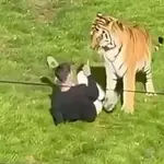 Man dies after tiger attack at UK zoo: police
