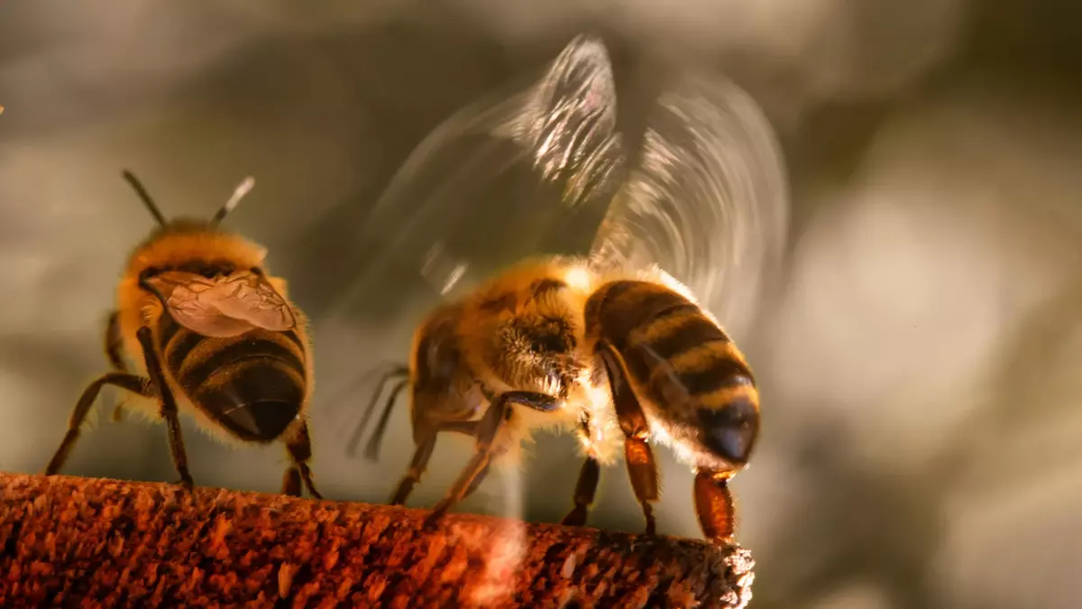 Honey bees are bullying other bees, scientists discover