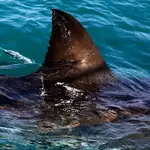 Shark kills woman swimming off South Africa’s Eastern Cape