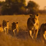 Lions and cheetahs and chimps, oh my: a spotlight on Africa's diverse wildlife