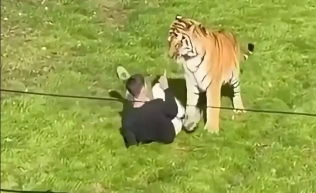 Man dies after tiger attack at UK zoo: police
