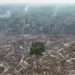 Global deforestation fell in 2025, but Congo Basin losses surged