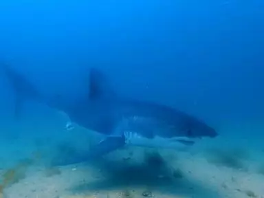 WATCH:  Nat Geo catches rare great white shark moment on camera
