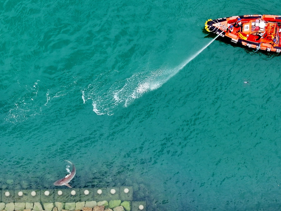 Shark remains stranded in South Korean canal after second rescue attempt ends 