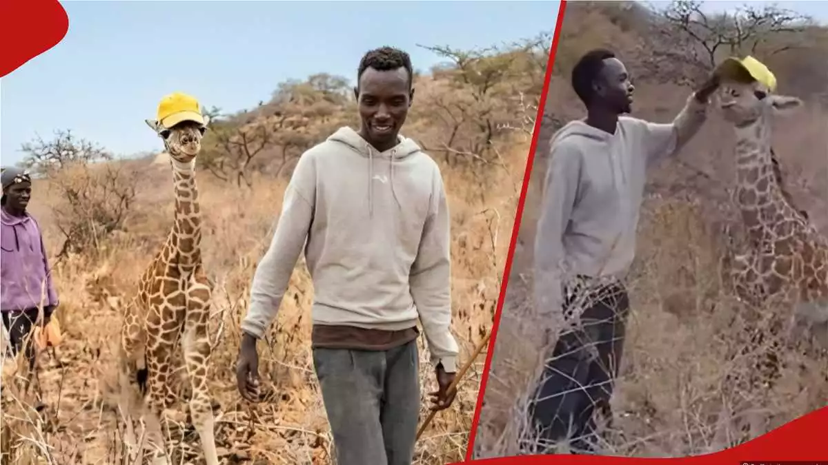 Heartwarming video as 2 Kenyan men are spotted caring for baby giraffe