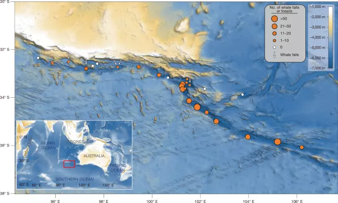 A 5.3M-year-old deep-sea whale necropolis in the Diamantina Zone