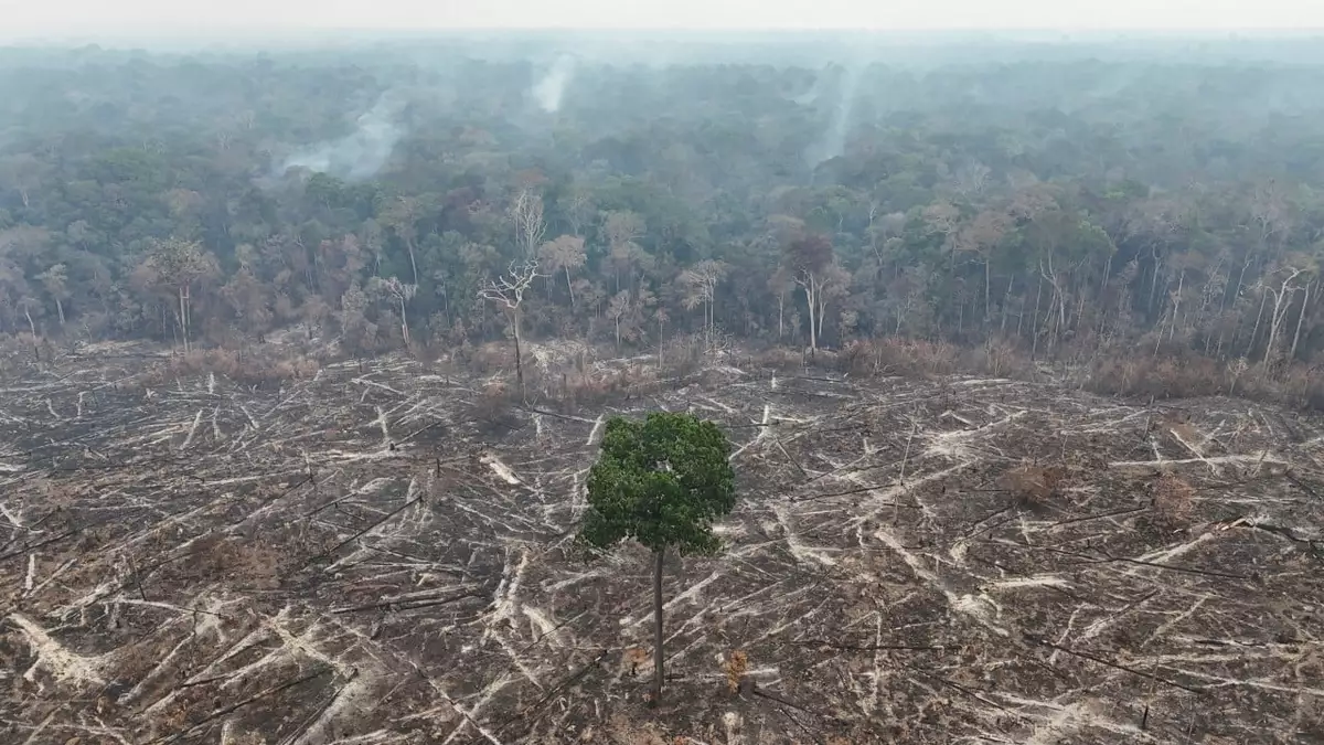 Global deforestation fell in 2025, but Congo Basin losses surged