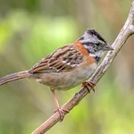 Scientists Are Teaching Birds to Sing Lost Songs