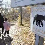 Over 3,000 bears culled in Russia after wave of deadly attacks: ‘we’ve never had this’