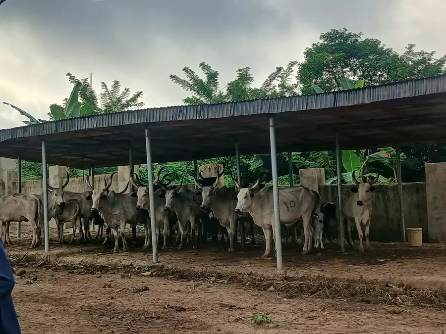 Oyo govt impounds 20 cows in operations against open grazing, crop destruction