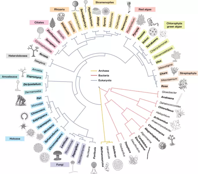 Overcoming key challenges in the evolutionary transition to multicellularity