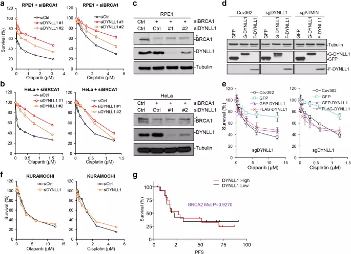 Author Correction: DYNLL1 binds to MRE11 to limit DNA end resection in BRCA1-deficient cells