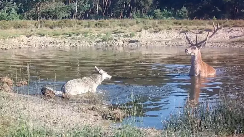 "Tame" boar and deer are instinctively adapting to the wolf in the Netherlands