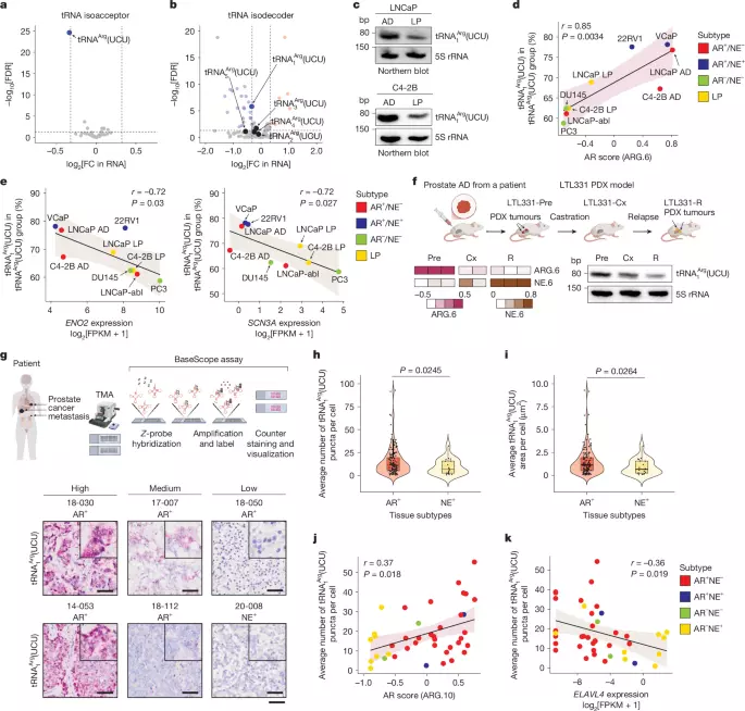 tRNA dosage regulates lineage dependency and resistance in prostate cancer
