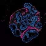 Intero Biosystems wants drugmakers to test on mini human intestines, not animals