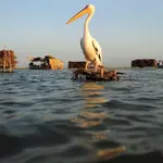 Effluents turn once-pristine Manchar Lake toxic

