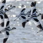 London rail soil helped rebuild Essex wetlands; reserve later saw 39,000 birds