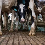 Pediatricians renew call to ban raw milk as anti-science rhetoric reigns