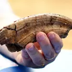 1.9-million-year-old discovery rewrites the story of human evolution