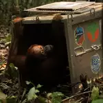 Indonesia finds orangutans saved from wildfires a new home