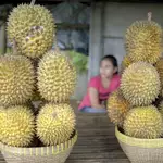 Indonesian durian farmers stand to benefit from minister’s visit to China