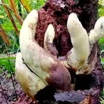 Chinese scientists discover “D-rex,” a giant fungus with roots stretching back 65 million years