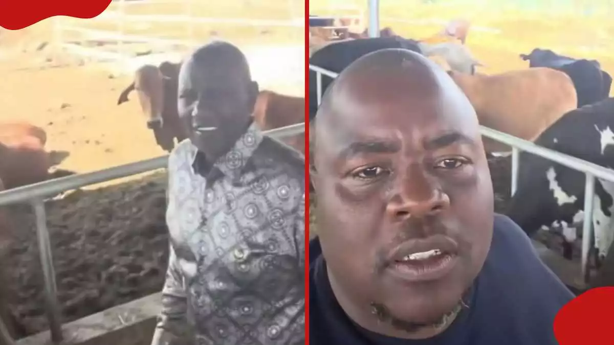 Video of William Ruto giving Wicknell Chivayo tour of his dairy farm resurfaces