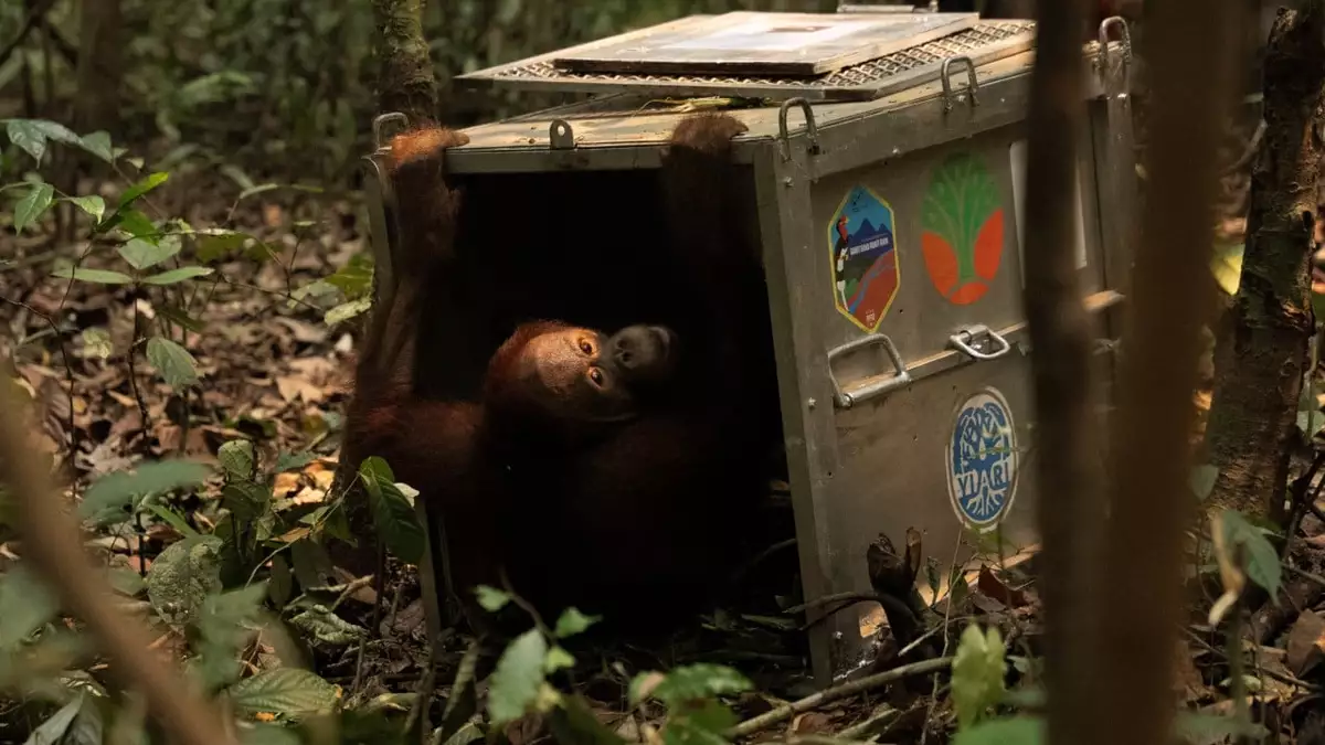 Indonesia finds orangutans saved from wildfires a new home