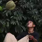 Thailand’s deepening labour shortage roils harvest as unpicked fruits rot