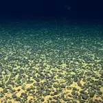 Chinese team finds 11,700 new viruses in world’s biggest seabed metal deposit