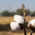 Cotton arrivals jump 7.5pc as textile crisis deepens
