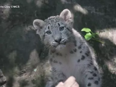 WATCH:  Snow leopard baby reveal