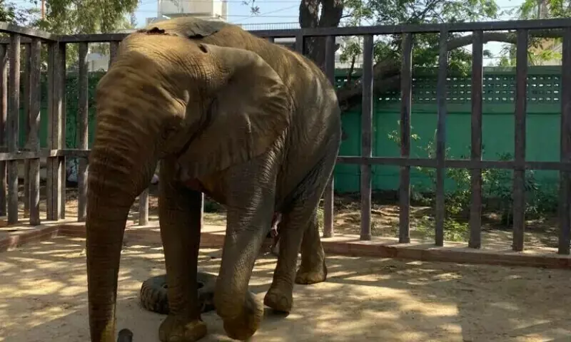 Sri Lankan vet returns home amid concerns over Madhubala’s health
