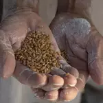 India unlikely to face food, fertiliser crisis despite global headwinds: Report