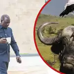 Ruto Orders Importation of Buffaloes, Improved Camels to Address Milk Shortage