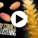 Can a 'lullaby' save coral reefs from extinction?