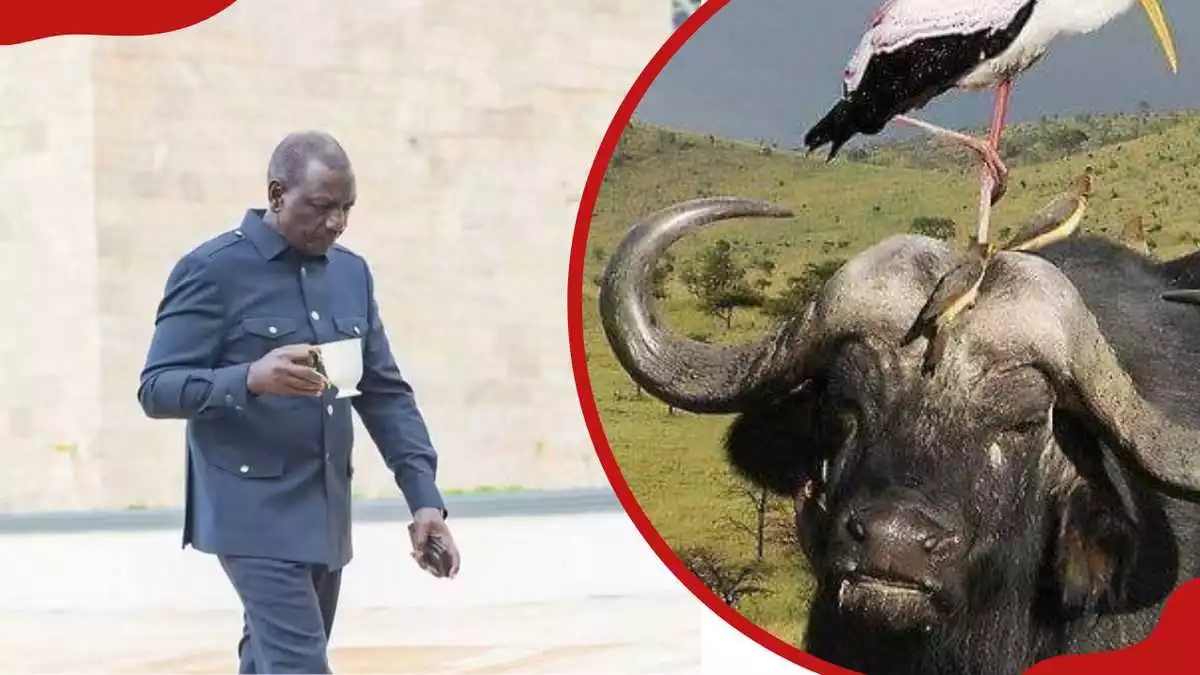 Ruto Orders Importation of Buffaloes, Improved Camels to Address Milk Shortage