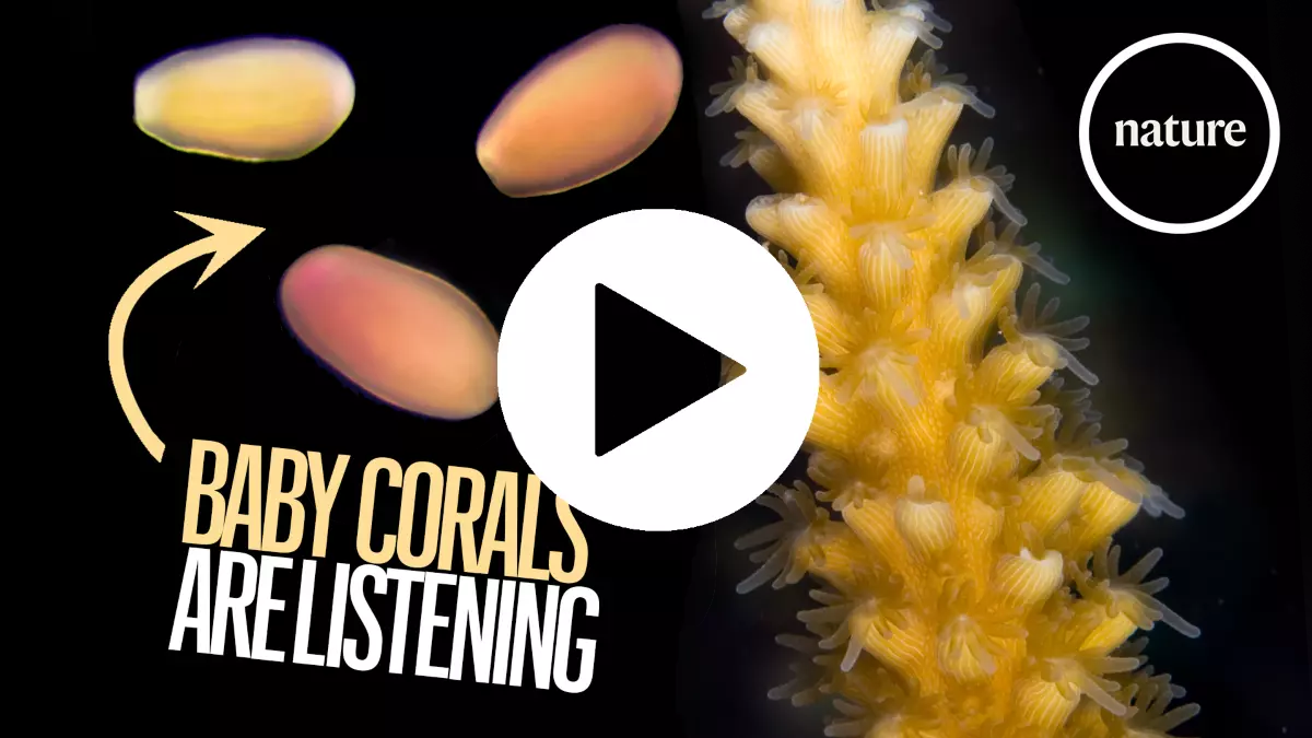Can a 'lullaby' save coral reefs from extinction?