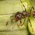 Tropical trees built homes for ants. Wasps are taking them over