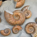 Vast new fossil record challenges story of Earth’s ‘big five’ mass extinctions