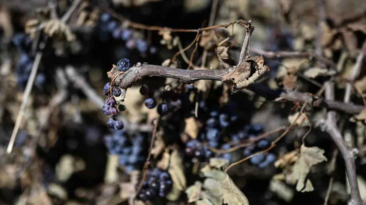Summer heatwaves, reduction in cultivated areas cause historic low French wine harvest
