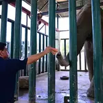 Sri Lankan doctor joins efforts to save elephant Madhubala in Karachi
